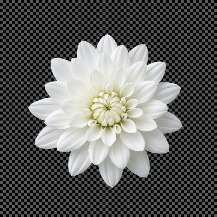 꽃